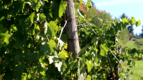 Oregon Vineyard Stock Footage 62200271