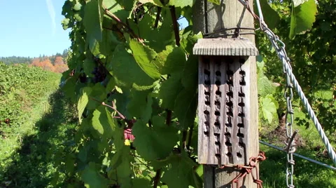 Oregon Vineyard Stock Footage 62200357