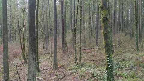 Oregon-westlinn-rainforest-15sec-flythrough-slow Stock Footage 290994655