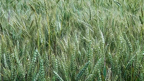 Oregon wheat detail Stock Footage 96316959