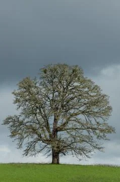 Oregon White Oak on a hillside Stock Photos