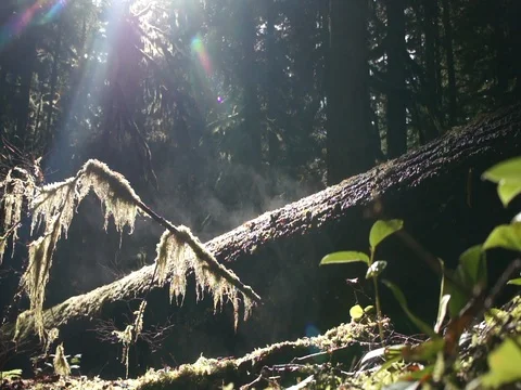 Oregon Woods with Mist Video stock 81336766