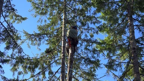 Oregon woodsman on two tree trunks bright Stock Footage 127148506