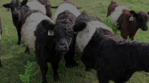 Oreo Cookie Cows Stock Footage 8360413
