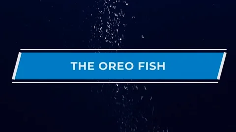Oreo Fish Stock Footage 249355155