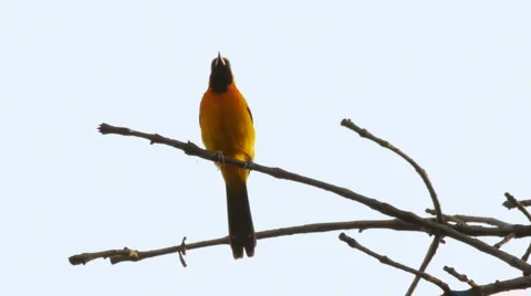 Oreole Mating With Audio Stock Footage 5163243