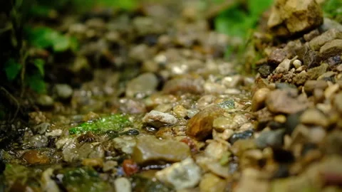 Orest spring, stream, large, close-up view. cool water, eco trail. Stock Footage 279001819