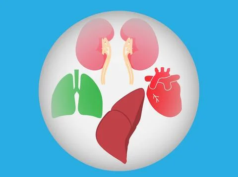 Organ donation Stock Illustration