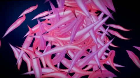 Organ Donor Looping Animation Stock Footage 73607351