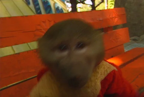 Organ grinder monkey Stock Footage 611461