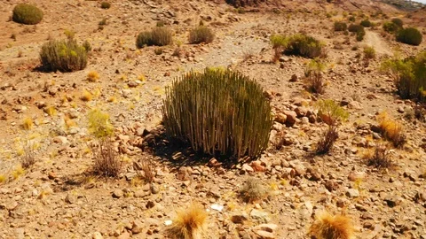 Organ pipe cacti Stock Footage 106022127