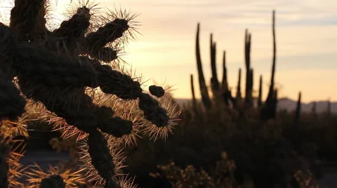 Organ Pipe Cactus to Cholla Cactus Stock Footage 54766093