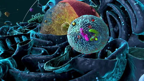 Organelles inside an Eukaryote or eukaryotic cell with focus on a lysosome,.. Stock Footage 254820045
