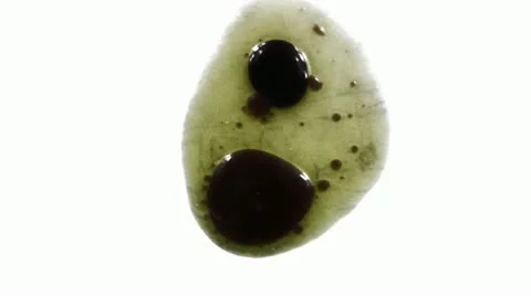 Organic 6 Stock Footage 10919813