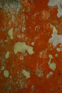 Organic abstraction, pattern, lichen of orange color on tree Stock Photos