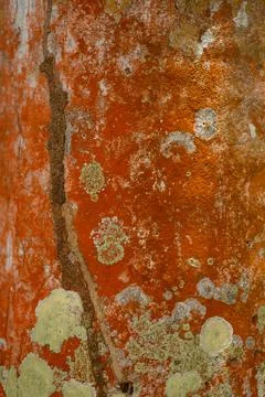 Organic abstraction, pattern, lichen of orange color on tree Stock Photos
