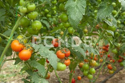 Organic agriculture Stock Photos