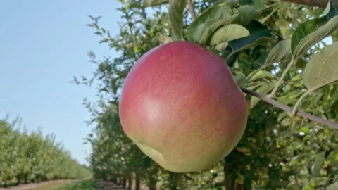 Organic apple Stock Footage 171555296