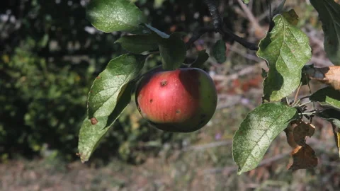 Organic Apple Hanging On Tree Stock Footage 315054196