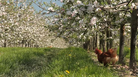 Organic apple orchard Stock-Footage 39467133