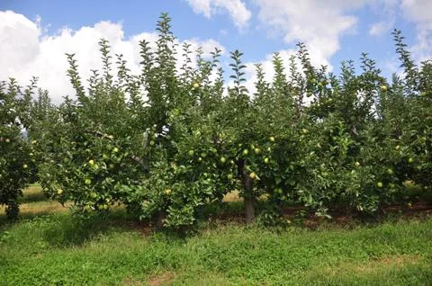 Organic apple orchard Stock Photos