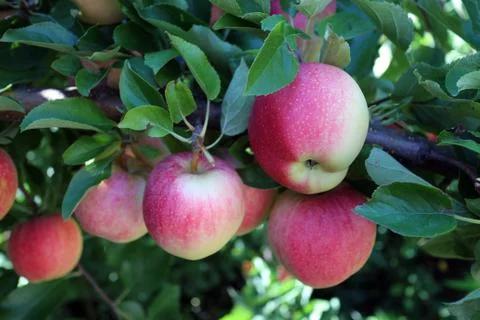 Organic apple Stock Photos