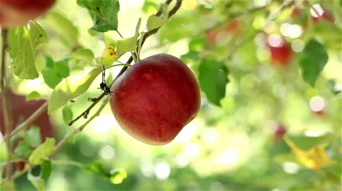 Organic Apple Slide Stock Footage 42438493