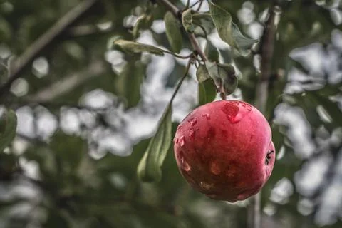 Organic Apple on Tree After Rain Stock Photos