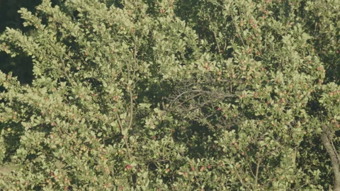 Organic apple tree branches in orchard 4K video Video stock 251112500