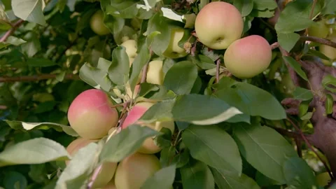 Organic apple tree Stock Footage 171554674