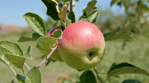 Organic apple tree Stock Footage 171555262