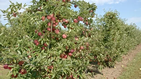 Organic apple tree Stock Footage 171555419