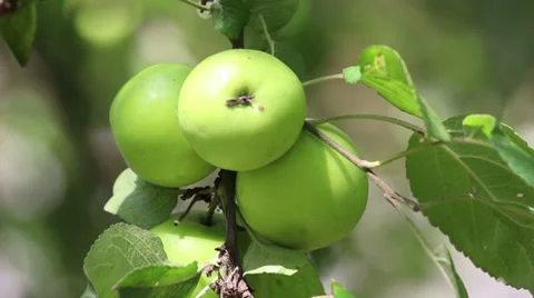 Organic apple trees Stock Footage 31050814