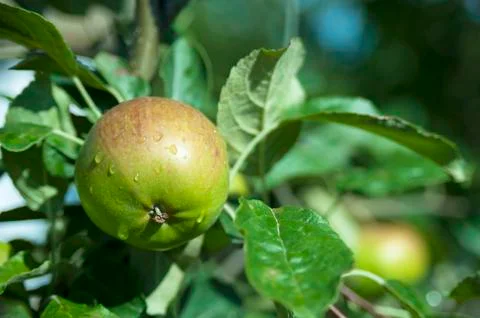 Organic apples closeup Stock Photos