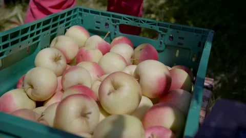 Organic apples in a crate Stock Footage 171554656