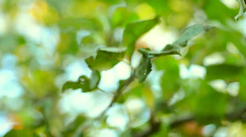 Organic Apples Stock Footage 23911831