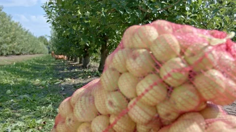 Organic apples Stock Footage 171555379