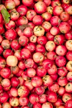 Organic apples Stock Photos