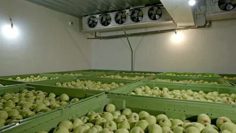 Organic apples in the refrigerator Stock Footage 171555325