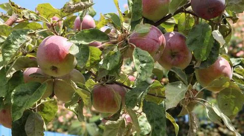 Organic apples on a tree branch on a rural farm Stock Photos