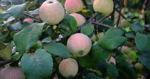 Organic Apples on a Tree in a Private Orchard. 4k DCI footage Stockbeeldmateriaal 82973216