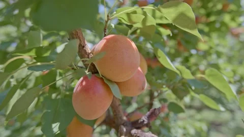 Organic apricots on a tree Stock Footage 171555017