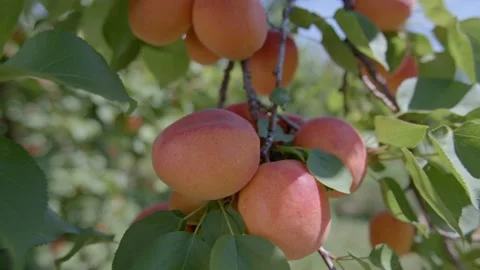 Organic apricots on a tree Stock Footage 171555028