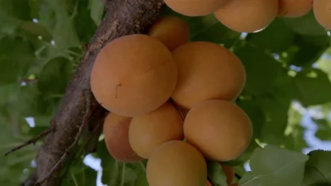 Organic apricots on the tree Stock Footage 171555033