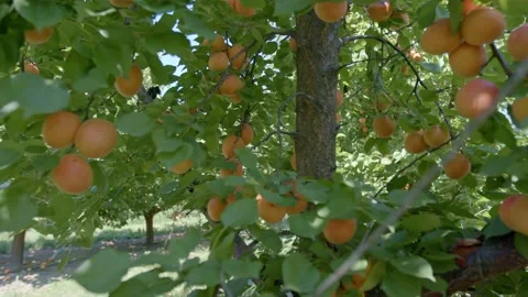 Organic apricots on the tree Stock Footage 171555067