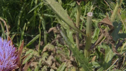 Organic artichoke Stock Footage 171580285