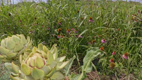 Organic artichokes Stock Footage 171580217
