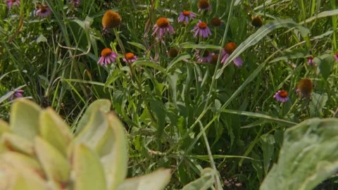 Organic artichokes Stock Footage 171580220