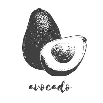 Organic avocado fruit Stock Illustration