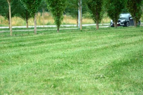 Organic background pattern featuring a lush green meadow carpet with mown s.. Stock Photos